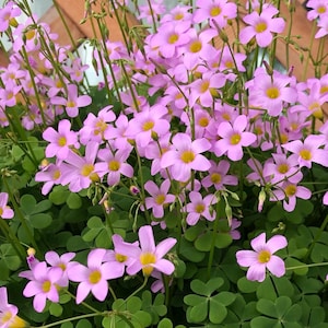 Oxalis &#39;Caprina&#39; l Growing Instruction in Pictures
