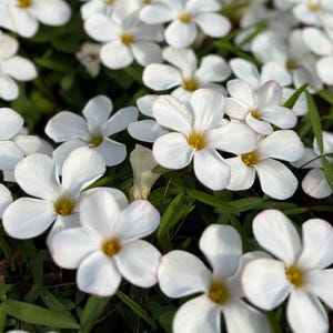 Oxalis Ciliaris &#39;White&#39; l Growing Instruction in Pictures
