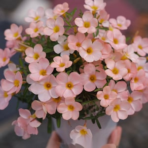 Oxalis &#39;Icing&#39;