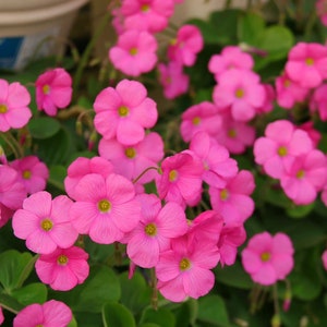 Oxalis &#39;Bowiei&#39; l Growing Instruction in Pictures