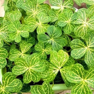 Oxalis &#39;Aureoreticulata&#39; BULBS l Growing Instruction in Pictures
