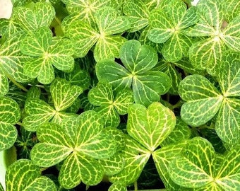 Oxalis &#39;Aureoreticulata&#39; BULBS l Growing Instruction in Pictures
