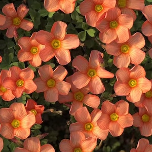 Oxalis Obtusa &#39;Sun Glow&#39;