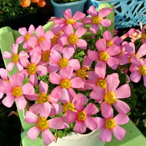Oxalis Obtusa &#39;LCO&#39; l Growing Instruction in Pictures