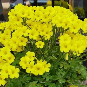 Oxalis Pes-Caprae l Growing Instruction in Pictures