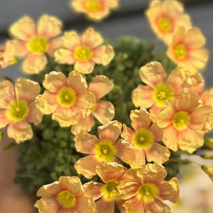 Oxalis Obtusa &#39;Crayons&#39; l Growing Instruction in Pictures