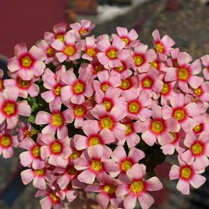 Oxalis Obtusa &#39;Nebula&#39; l Growing Instruction in Pictures