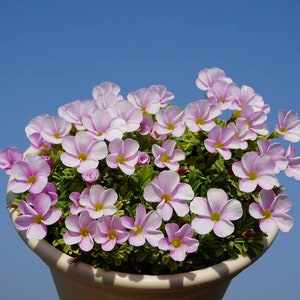 Oxalis Glabra &#39;Pink White&#39; l Growing Instruction in Pictures