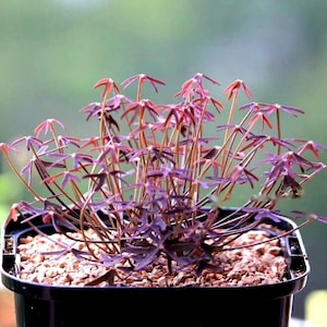 Oxalis 'Livida' l Growing Instruction in Pictures