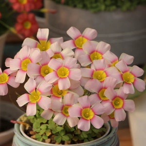 Oxalis Obtusa &#39;Fairy&#39;