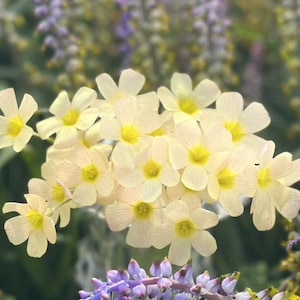 Oxalis Obtusa ‘Spring Charm Yellow’