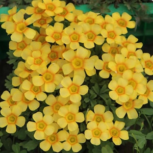 Oxalis Obtusa ‘Sun Halo’ l Growing Instruction in Pictures