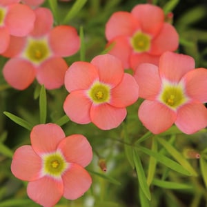 Oxalis &#39;Rococo&#39; l Growing Instruction in Pictures