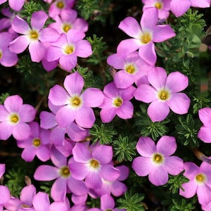 Oxalis Hirta &#39;Anna&#39;