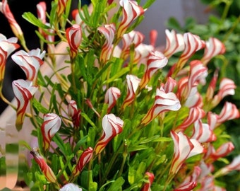 Oxalis Versicolor l Growing Instruction in Pictures