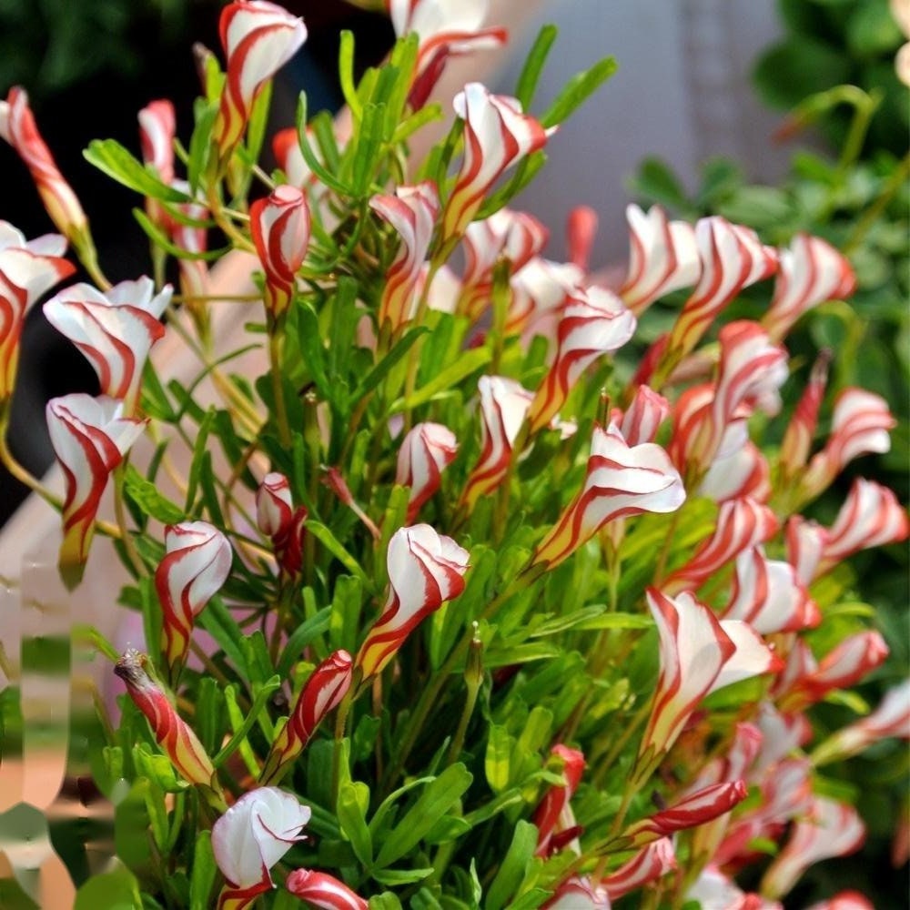 Oxalis Versicolor l Growing Instruction in Pictures