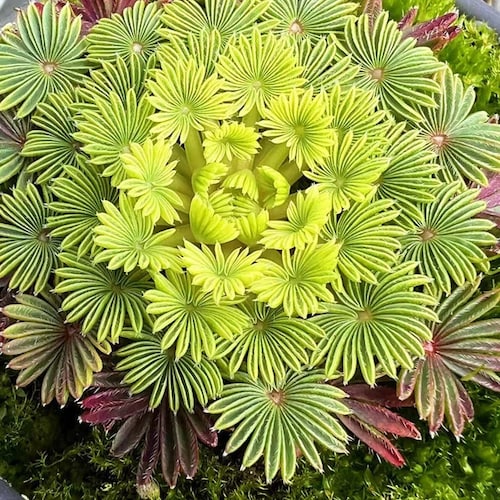 Oxalis Palmifrons Bulbs, Highly Recommend! l Growing Instruction in Pictures