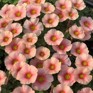 Oxalis Obtusa &#39;White Mannikin&#39;