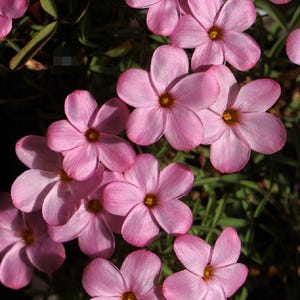 Oxalis &#39;Shy Moon&#39; l Growing Instruction in Pictures