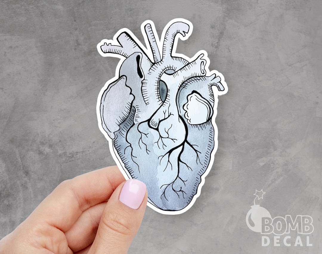 Anatomical Heart Sticker, Heart Sticker, Anatomical Sticker, Science ...