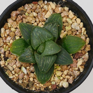 Haworthia Correcta Pink Sweetheart, Rare Succulent and Best Gift