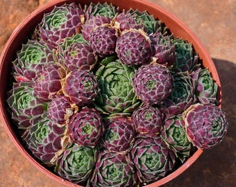 Echeveria Edward Balls, Rare Succulent and Best Gift