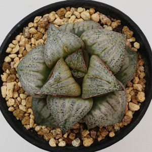 Haworthia Splendens, Rare Succulent and Best Gift