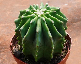 Ferocactus Glaucescens, suculenta rara y el mejor regalo