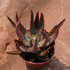 May include: A potted succulent plant with green leaves speckled with red spots and edges. The plant has sharp, pointed leaves and is in a small, brown plastic pot. The background is a reddish-brown stone surface.
