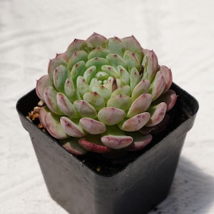 May include: A small green and pink succulent plant in a black square pot. The plant is a rosette shape with many small leaves.