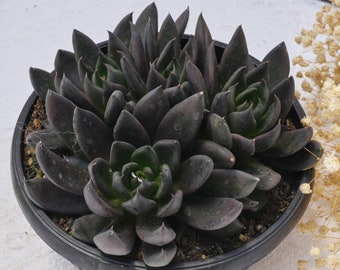 Echeveria Black Knight, Rare Succulent and Best Gift