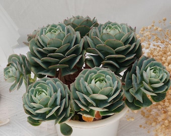 Echeveria Claudia Rose, Rare Succulent and Best Gift - Etsy