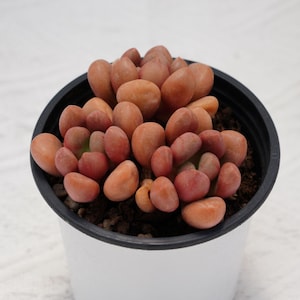 Graptoveria Avant-Garde, Rare Succulent and Best Gift