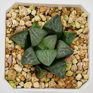 Hawortoria Korrekte Perlenwolke, seltene Sukkulente und bestes Geschenk