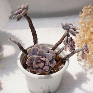 Graptopetalum Superbum, Rare Succulent and Best Gift