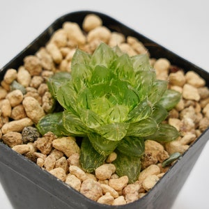 Haworthia Correcta Pearl Cloud, Rare Succulent and Best Gift