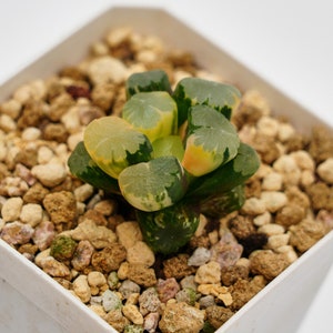 Haworthia Truncata Angle Variegated, Rare Succulent and Best Gift
