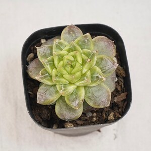 Peut inclure: Une plante succulente aux feuilles vertes et violettes, centrée dans un pot noir carré. Les feuilles de la plante forment une rosette. Le pot contient de la terre et de petits cailloux. Le fond est une surface blanche unie.