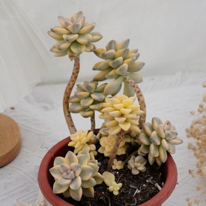 Graptoveria Paraguayense Bernalense Variegated, Rare Succulent and Best Gift