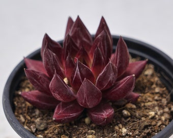 Echeveria Psyche, Rare Succulent and Best Gift