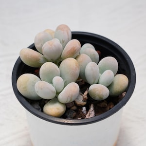 Graptopetalum Amethystinum, Rare Succulent and Best Gift