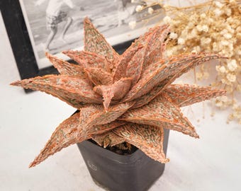 Aloe Vera Seestern, seltene Sukkulente und bestes Geschenk