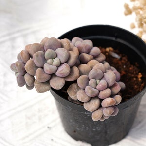 Graptopetalum Ellen, Rare Succulent and Best Gift