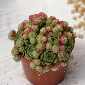 Sempervivum Arachnoideum Fragola, Succulenta Rara e Ottimo Regalo