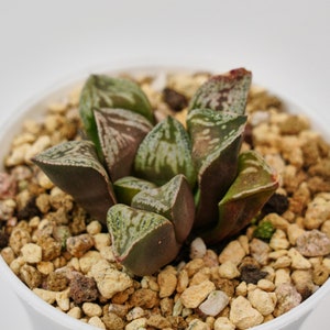 Haworthia Tongque Tower, Rare Succulent and Best Gift
