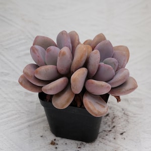 Graptopetalum Amethystinum Lavender Pebbles, Rare Succulent and Best Gift