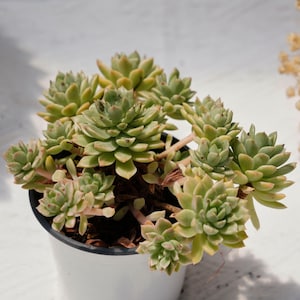 May include: A green succulent plant with fleshy leaves growing in a white pot. The plant is in focus and the background is blurred.