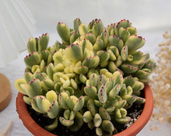 Cotyledon Tomentosa White Bear, rzadki sukulent i najlepszy prezent