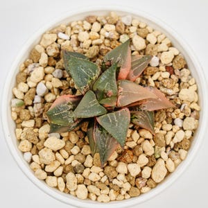 Haworthia Comptoniana, Rare Succulent and Best Gift