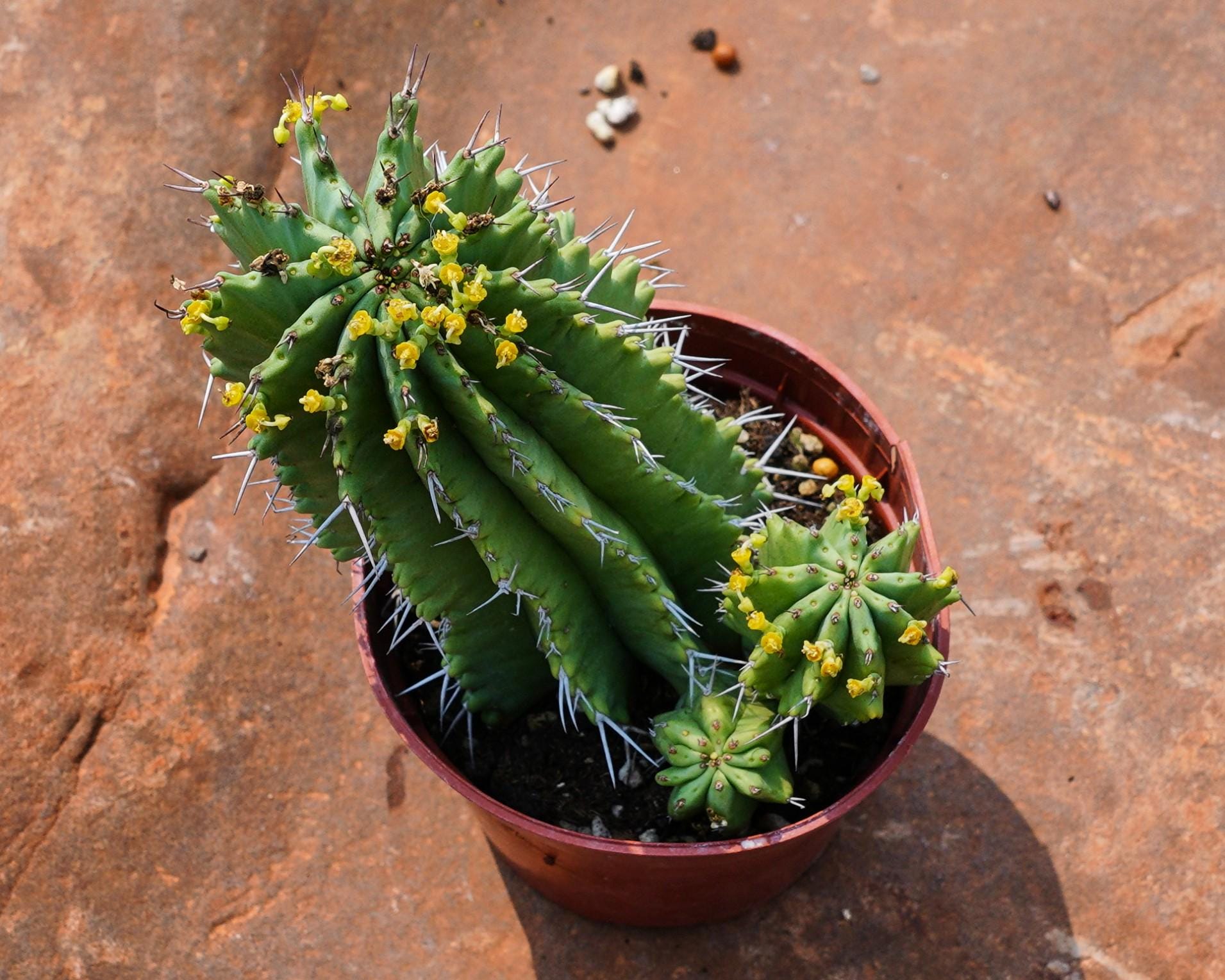 ユーフォルビア ホリダ、珍しい多肉植物、ギフトに最適 - Etsy 日本